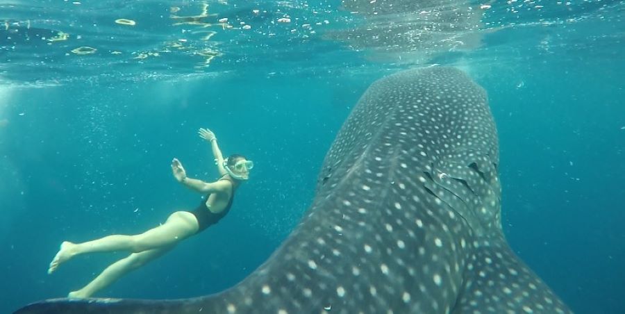 How Nature Brings Whale Sharks and People Together