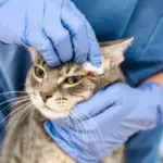 Tren Pet Care Meningkat, Sobat Paws Permudah Pet Owner Akses Layanan Hewan dalam Satu Platform